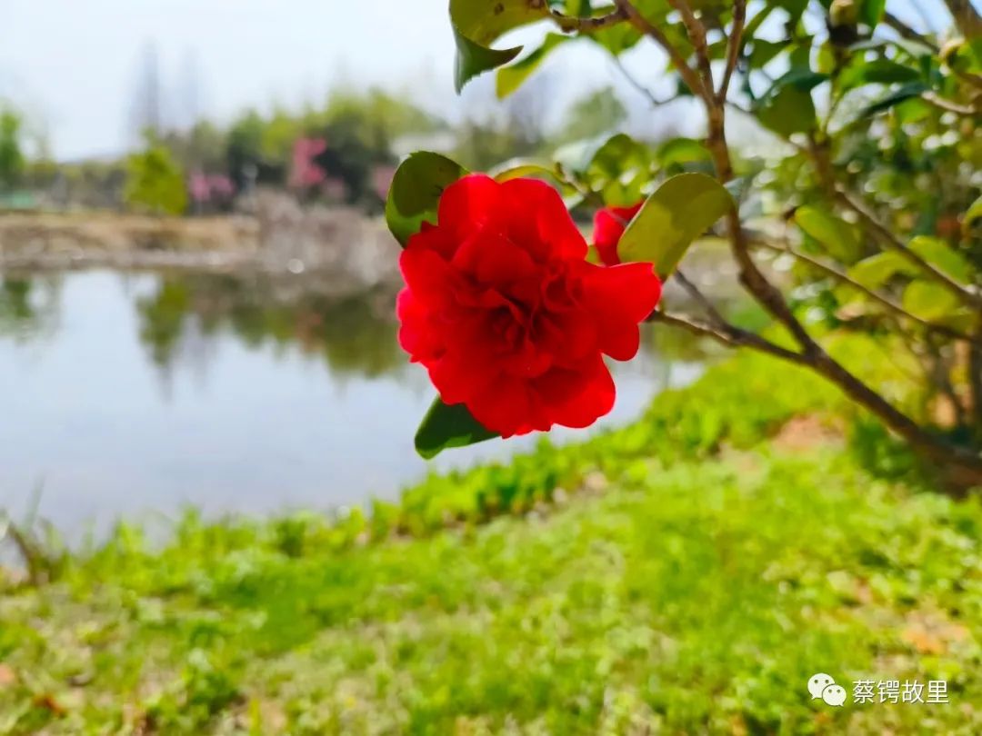 蔡锷故里|与花有约，共享春日盛景